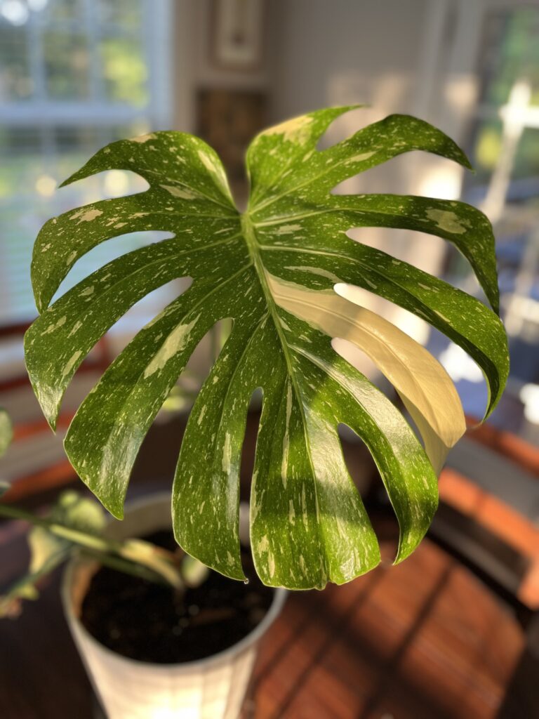 Monstera fertilizer