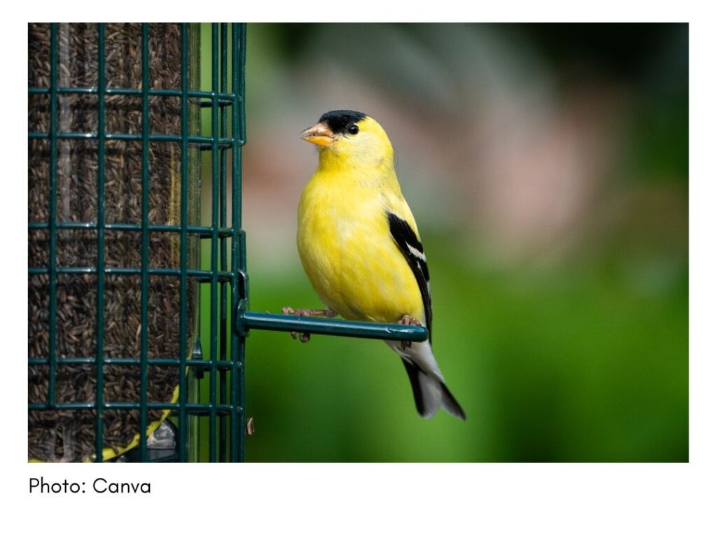 American Goldfinch  - common Georgia bird