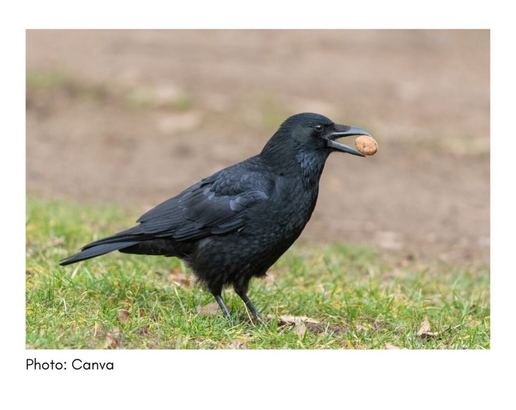 American Crow  - common Georgia bird