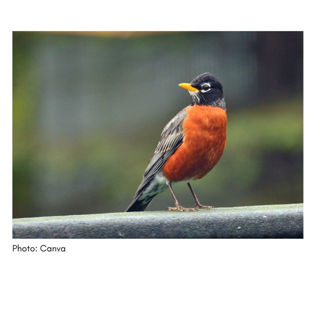 American Robin - common Georgia bird