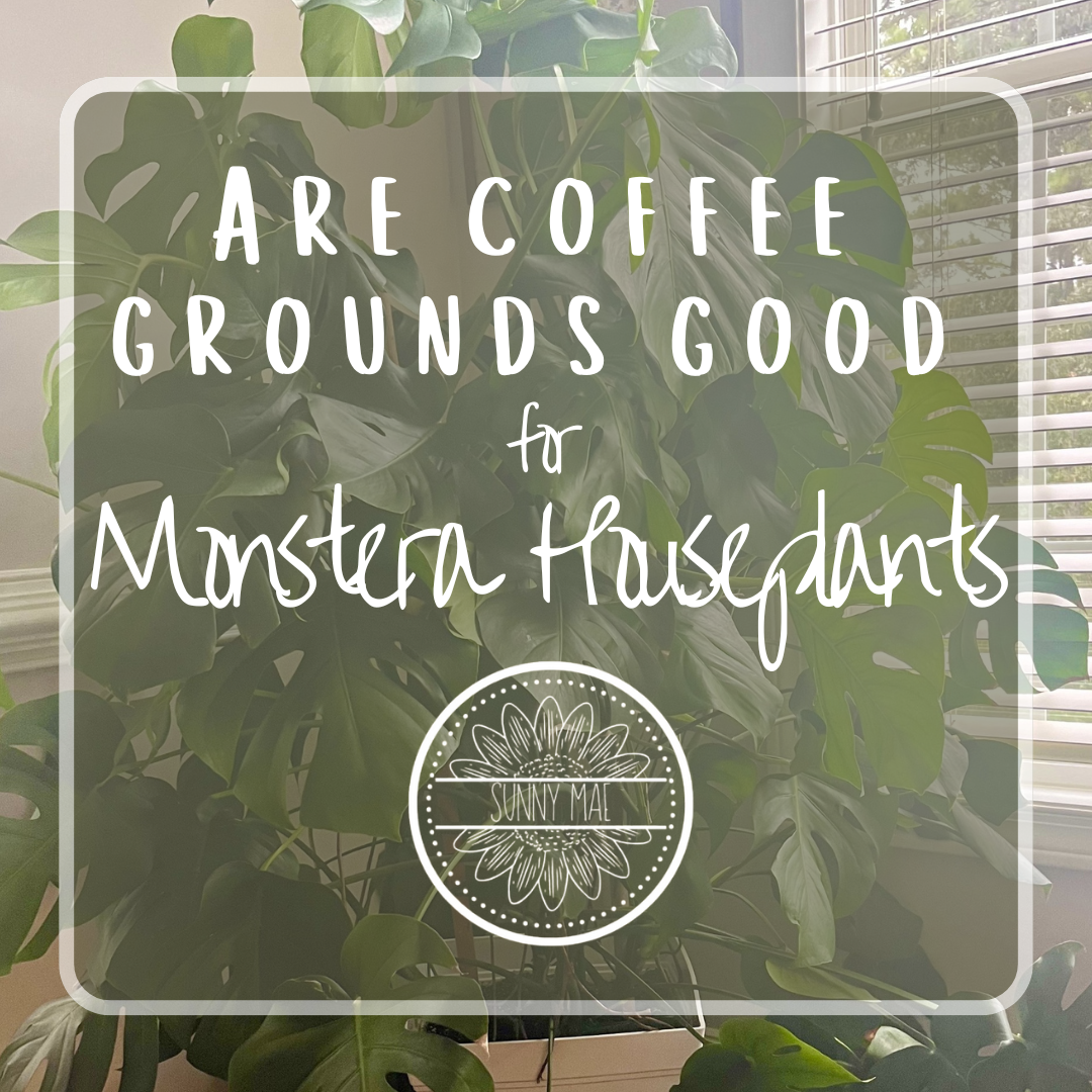 Are Coffee Grounds Good for Monstera Houseplants