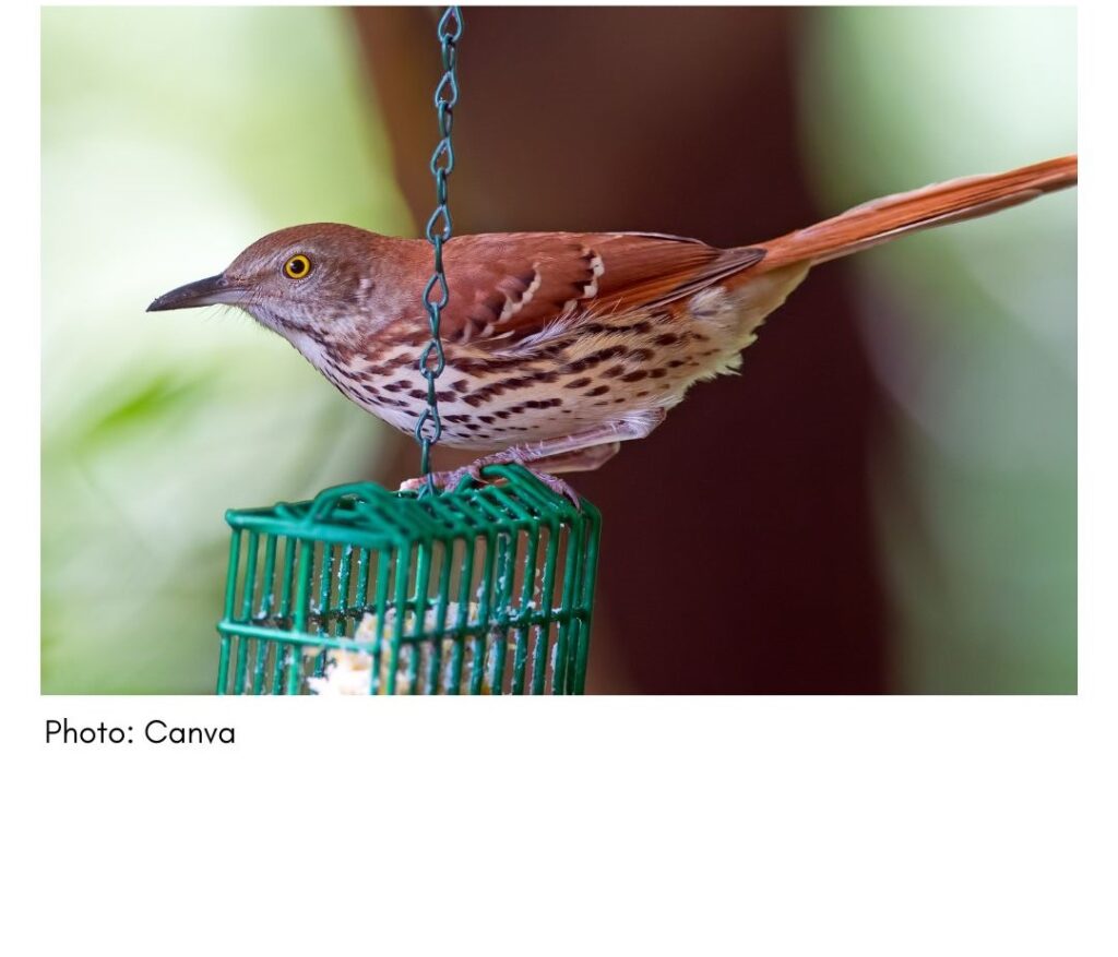 Brown Thrasher  - common Georgia bird