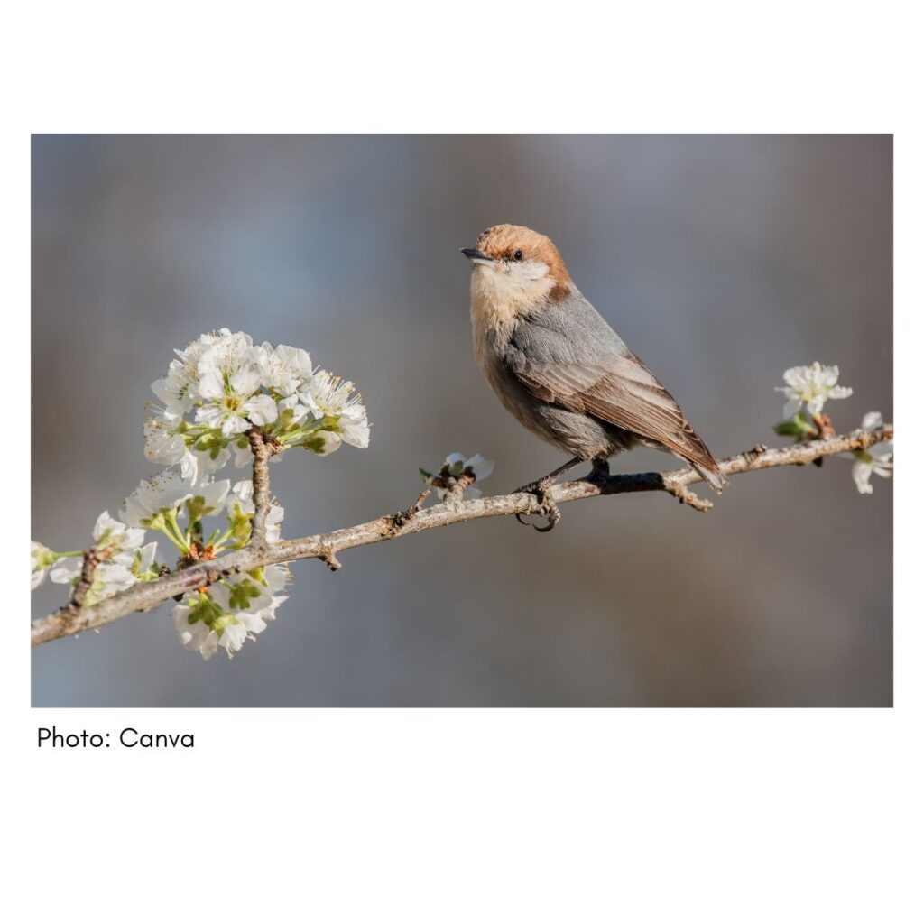 Brown Headed Nuthatch  - common Georgia bird