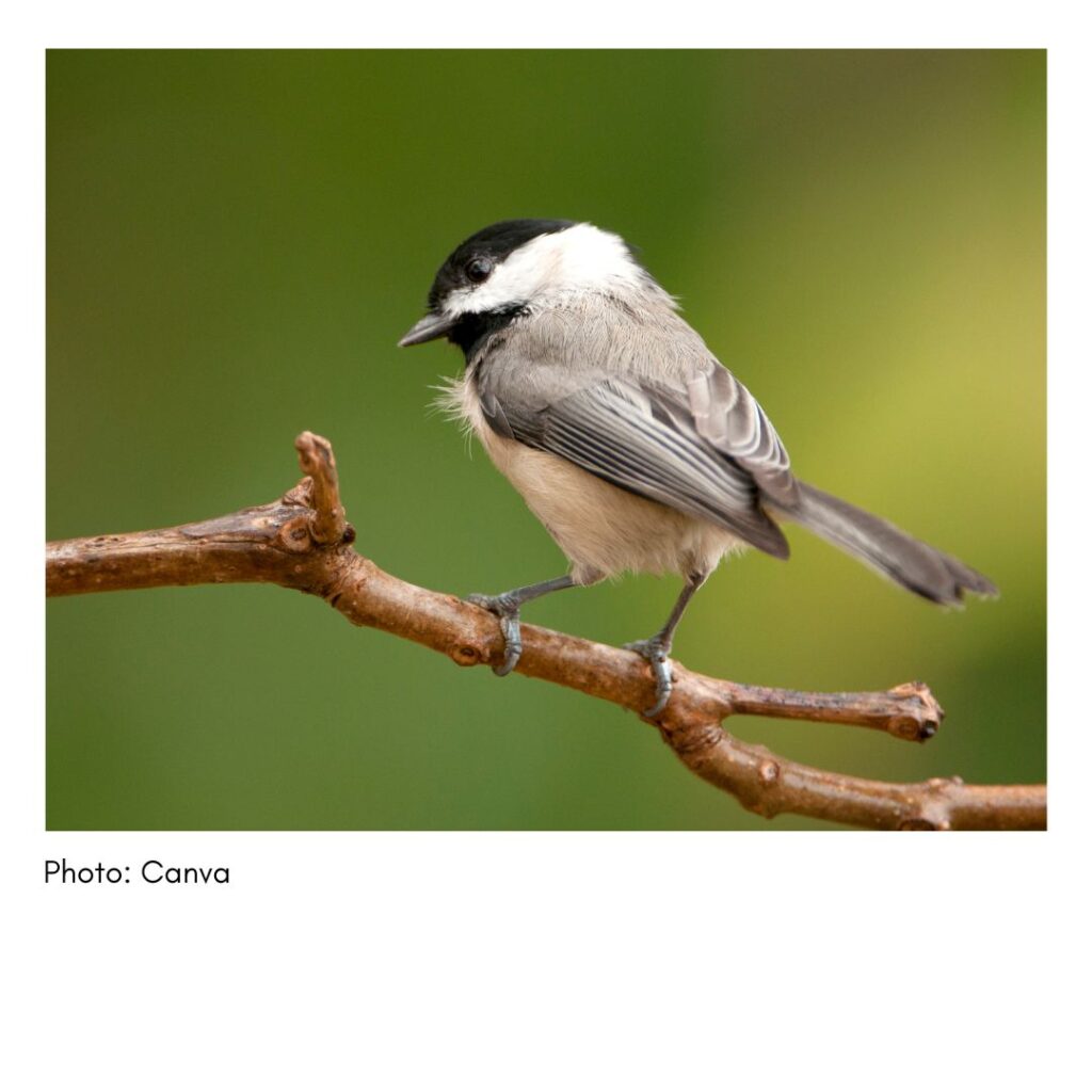 Carolina Chickadee  - common Georgia bird