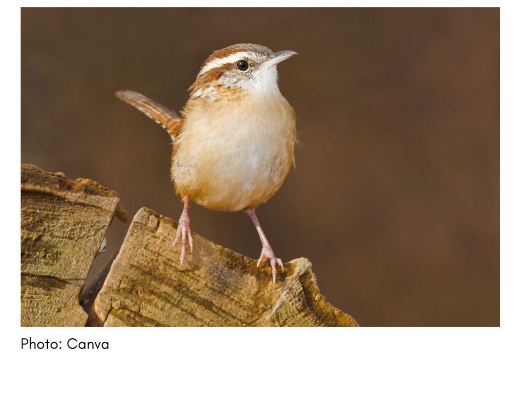 Carolina Wren  - common Georgia bird