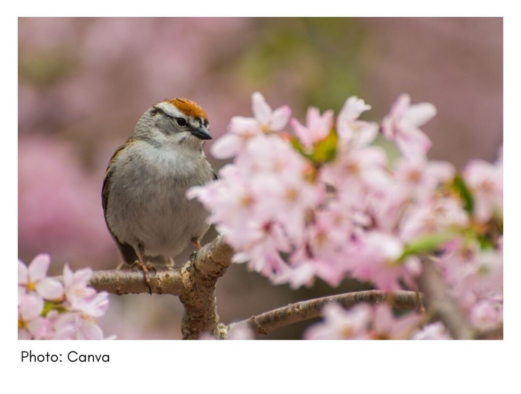 Chipping Sparrow  - common Georgia bird