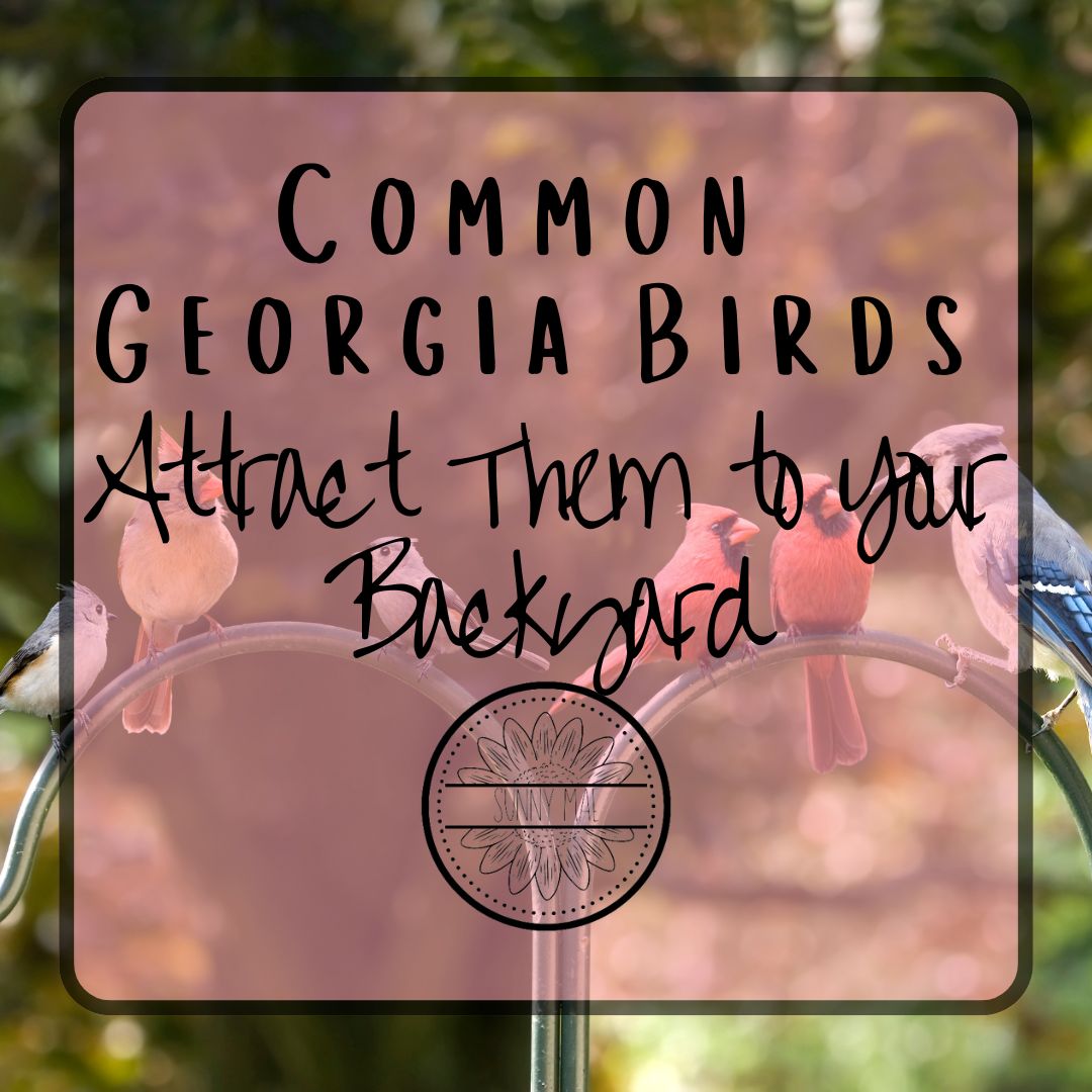 Common Georgia Birds - Attract them to your Backyard