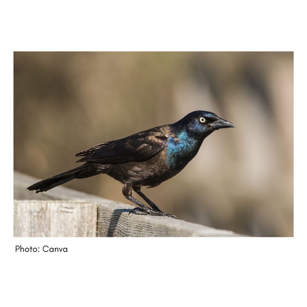 Common Grackle  - common Georgia bird