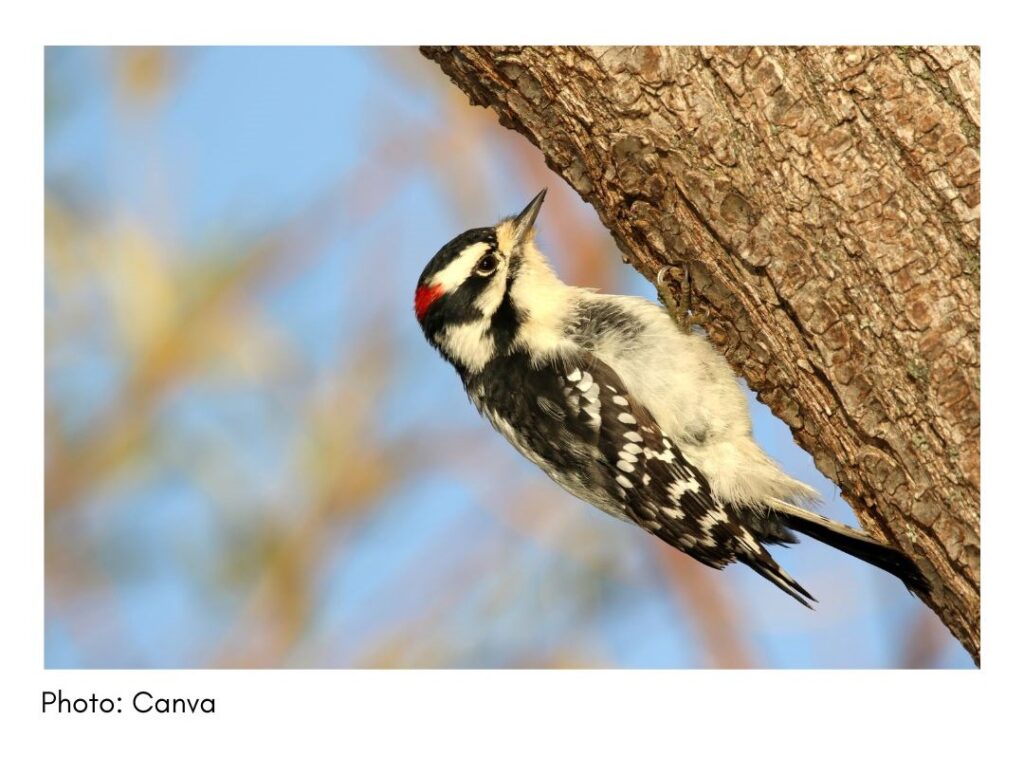 Downy Woodpecker  - common Georgia bird