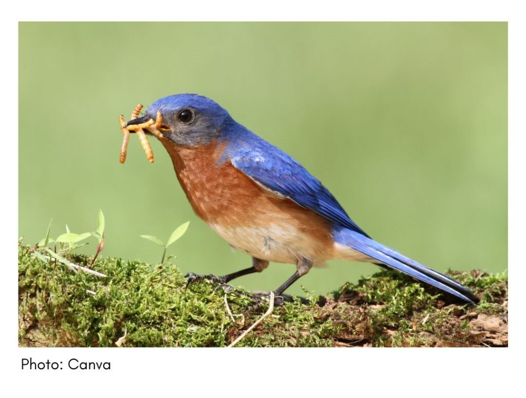 Eastern Bluebird  - common Georgia bird