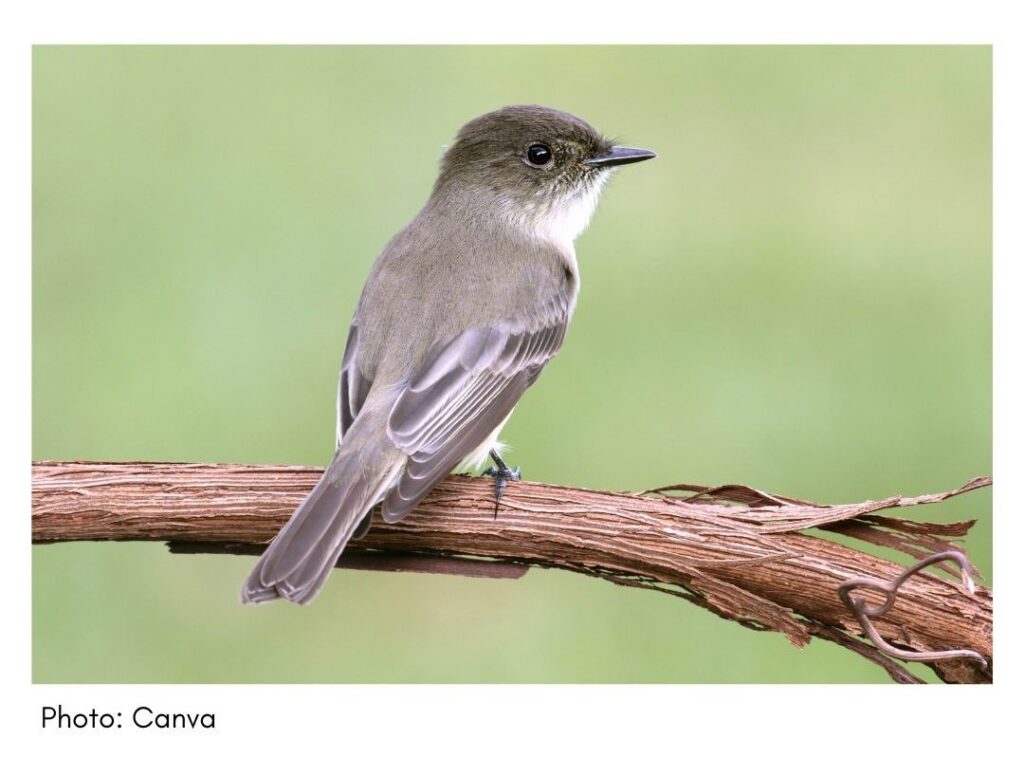 Eastern Phoebe  - common Georgia bird