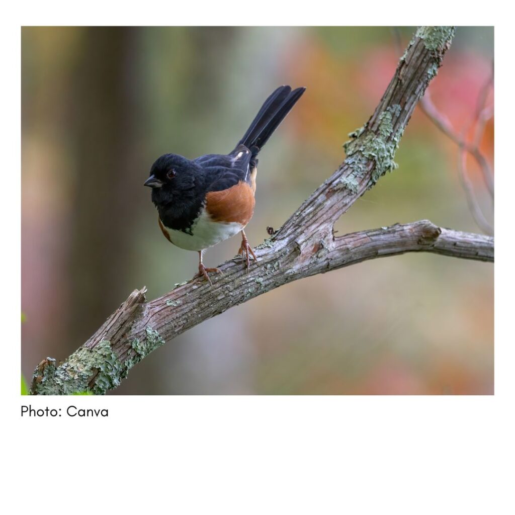 Eastern Towhee  - common Georgia bird