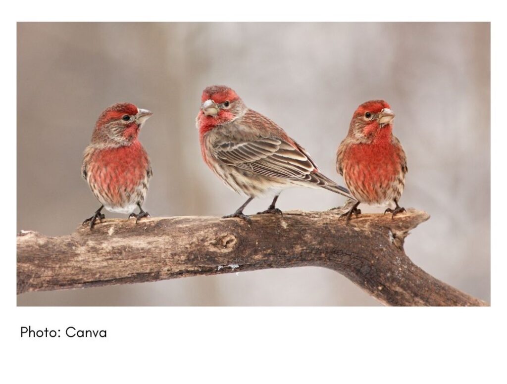 House Finch  - common Georgia bird