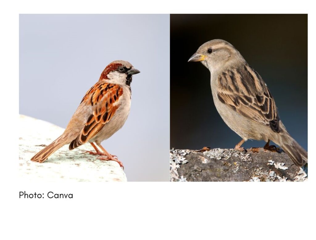 House Sparrow  - common Georgia bird