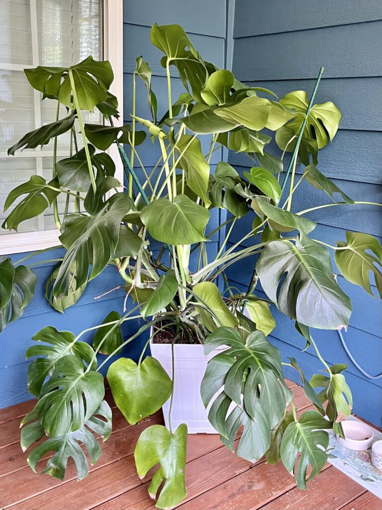 Monstera on Porch