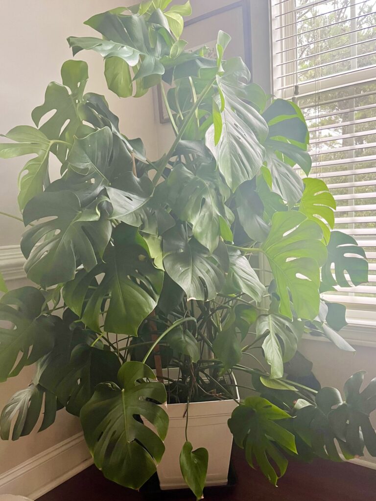 Monstera in window