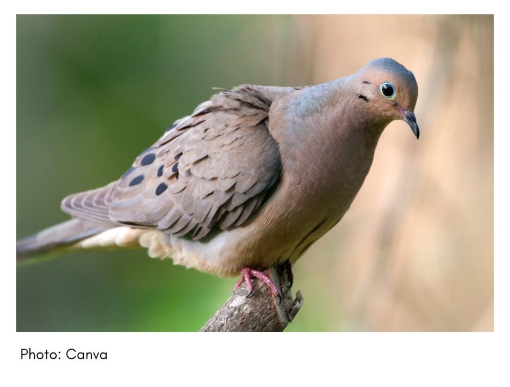 Mourning Dove  - common Georgia bird