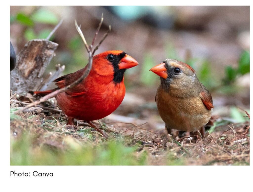 Northern Cardinal  - common Georgia bird