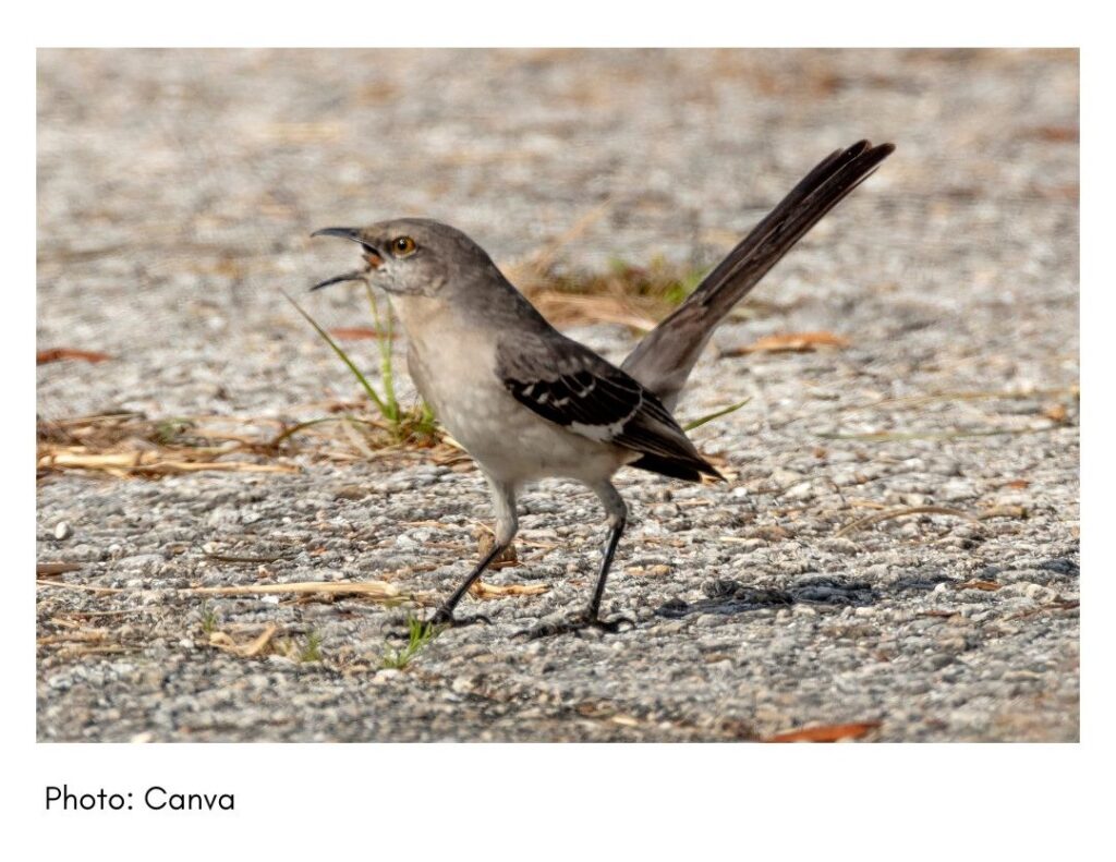 Northern Mockingbird - common Georgia bird