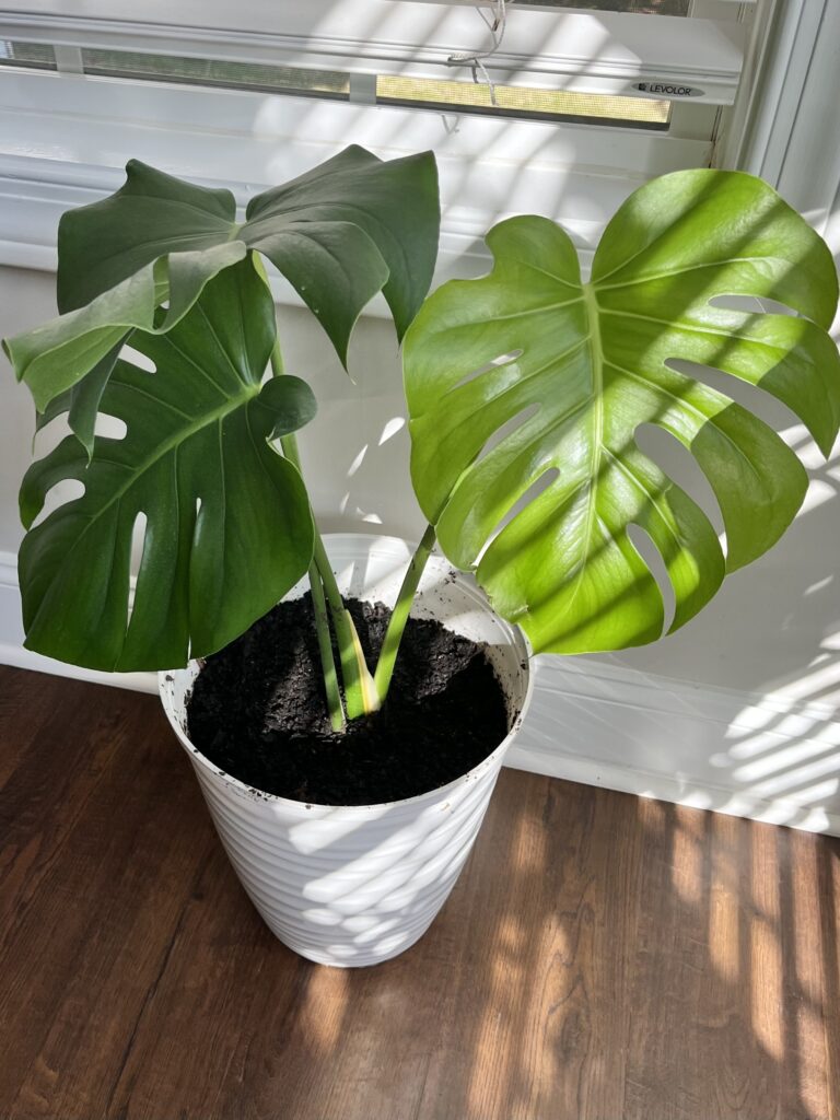 propogated monstera cutting