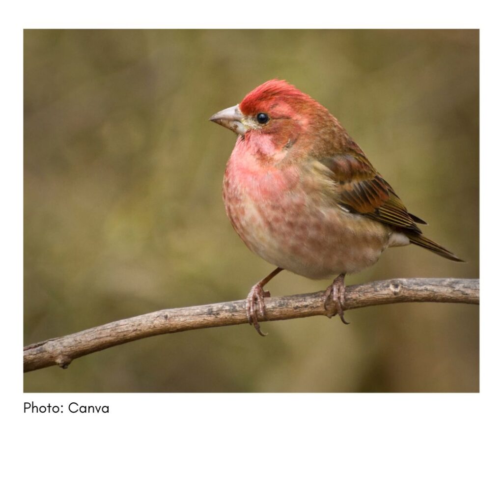 Purple Finch  - common Georgia bird