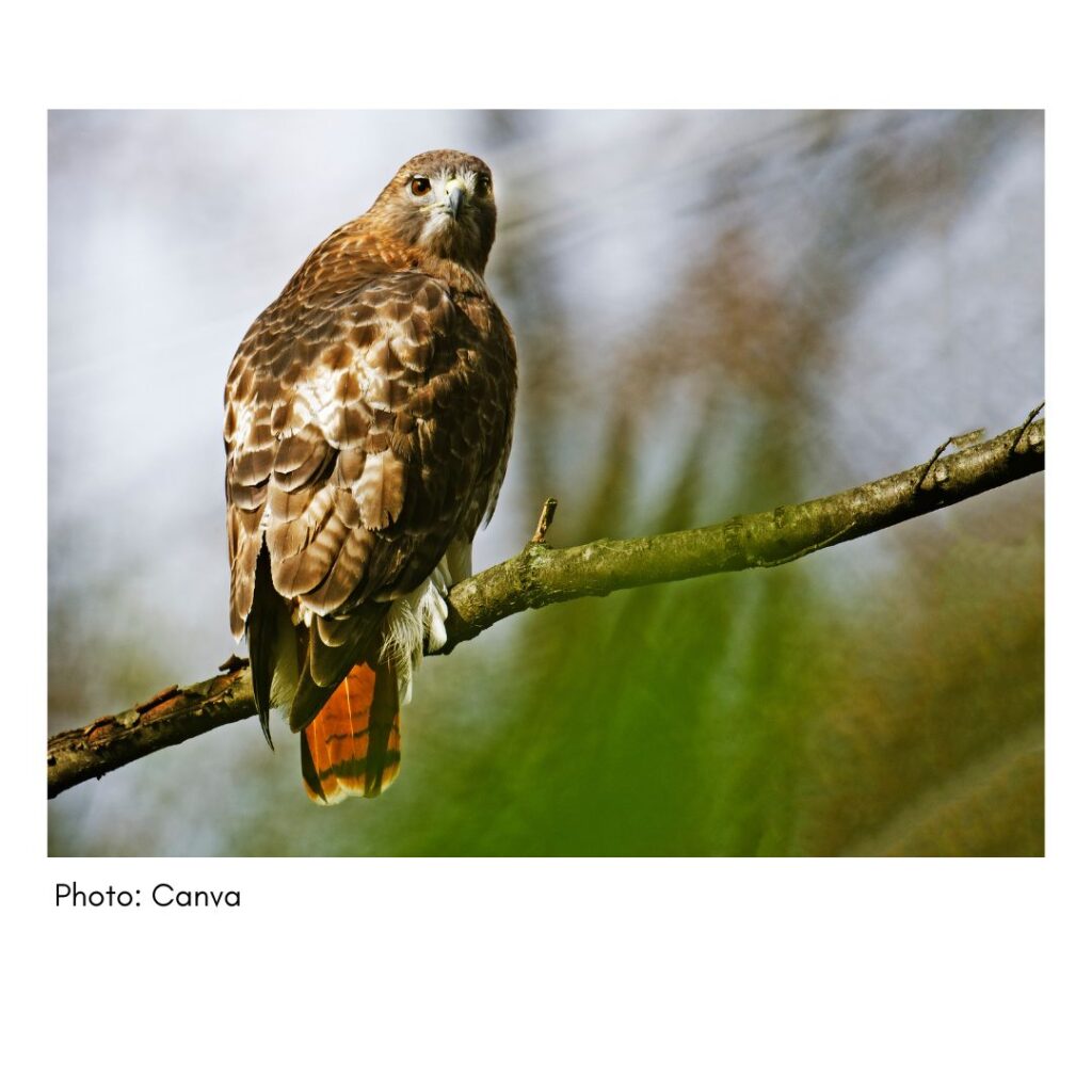 Red Tailed Hawk - common Georgia bird