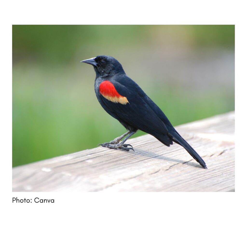 Red Winged Blackbird  - common Georgia bird