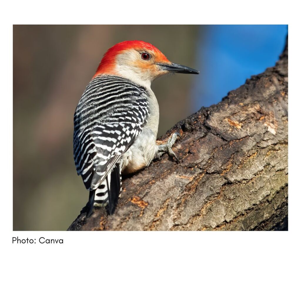 Red-bellied Woodpecker  - common Georgia bird