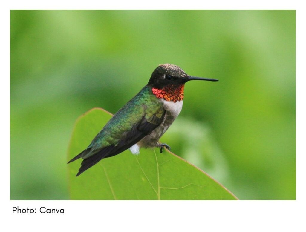 Ruby-throated Hummingbird  - common Georgia bird