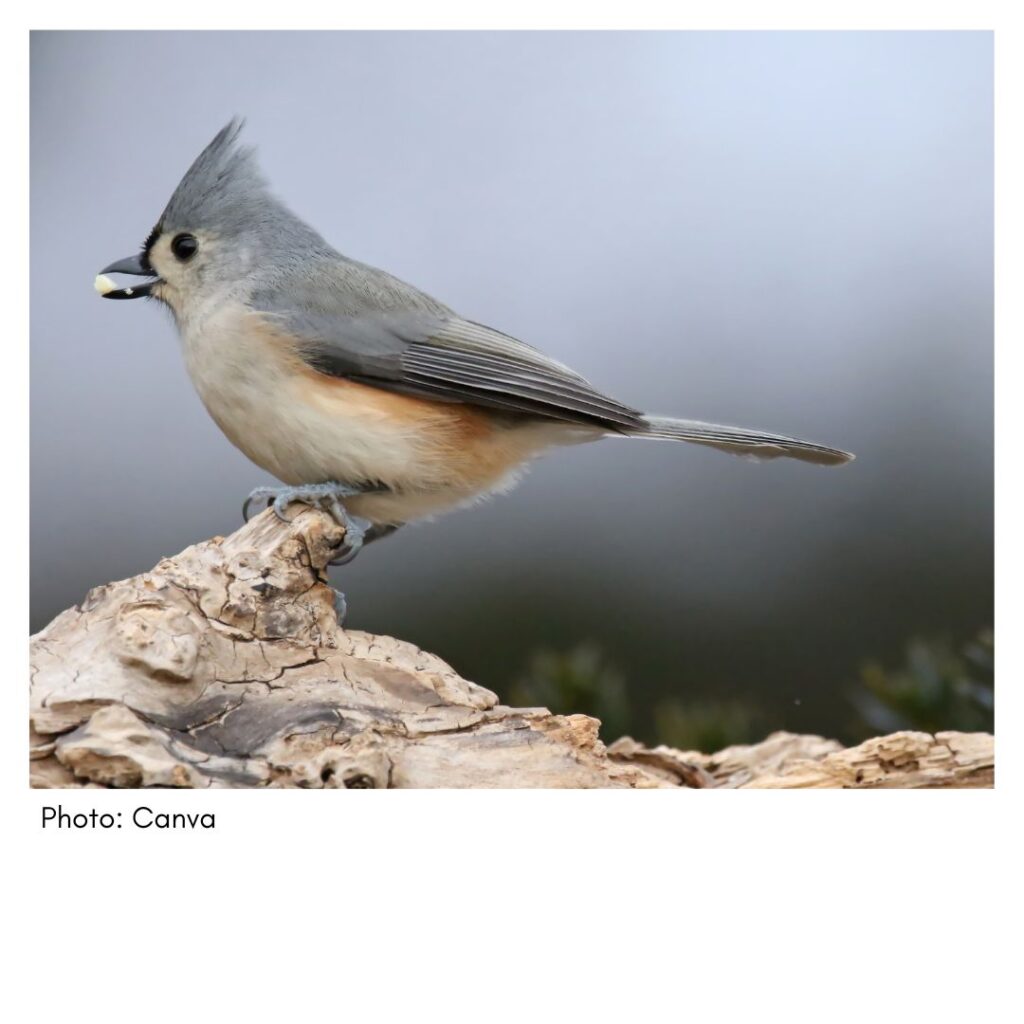 Tufted Titmouse  - common Georgia bird