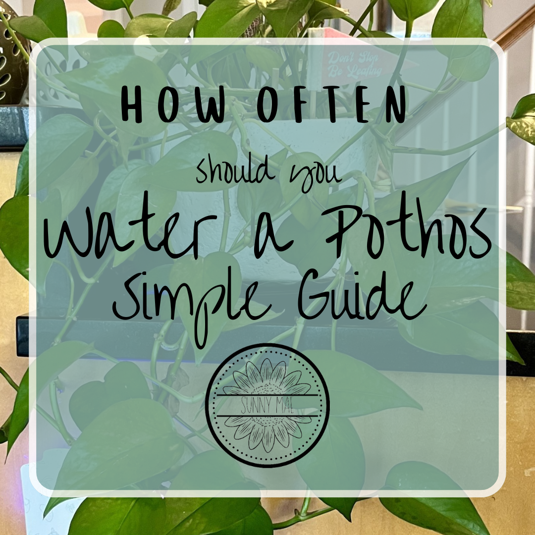 How Often to Water a Pothos Guide