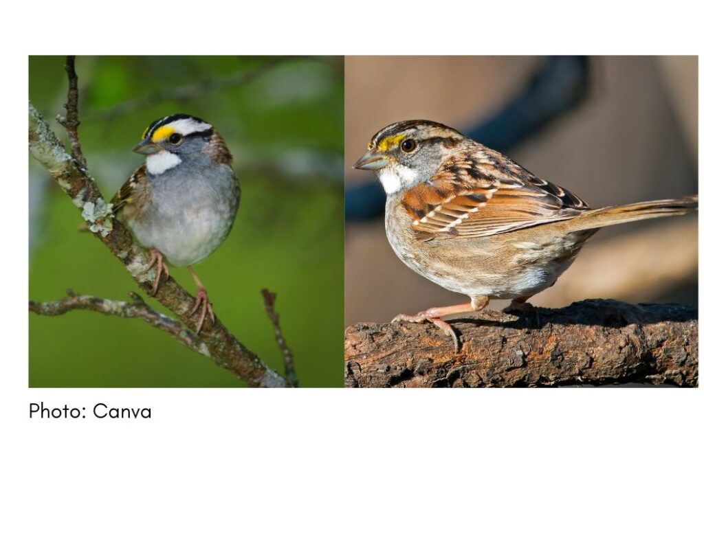 White Throated Sparrow  - common Georgia bird