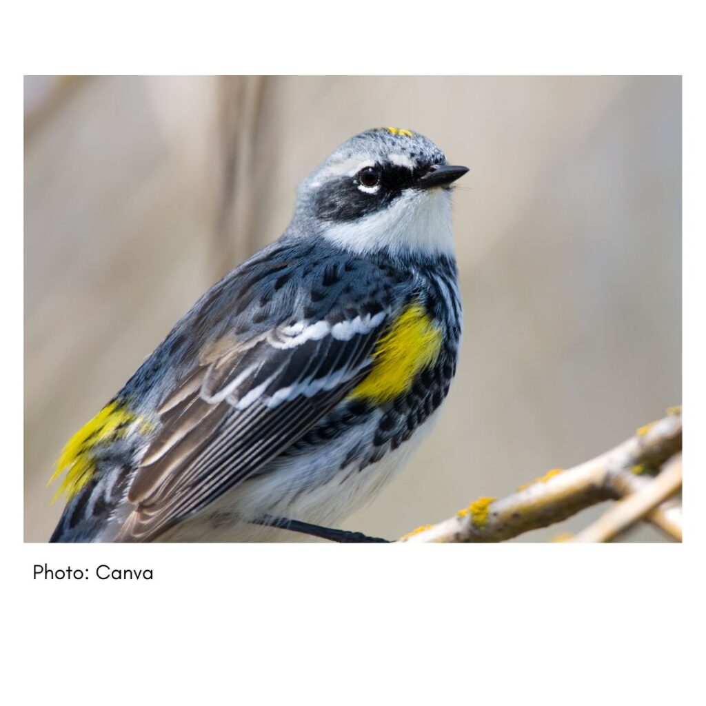 Yellow Rumped Warbler  - common Georgia bird