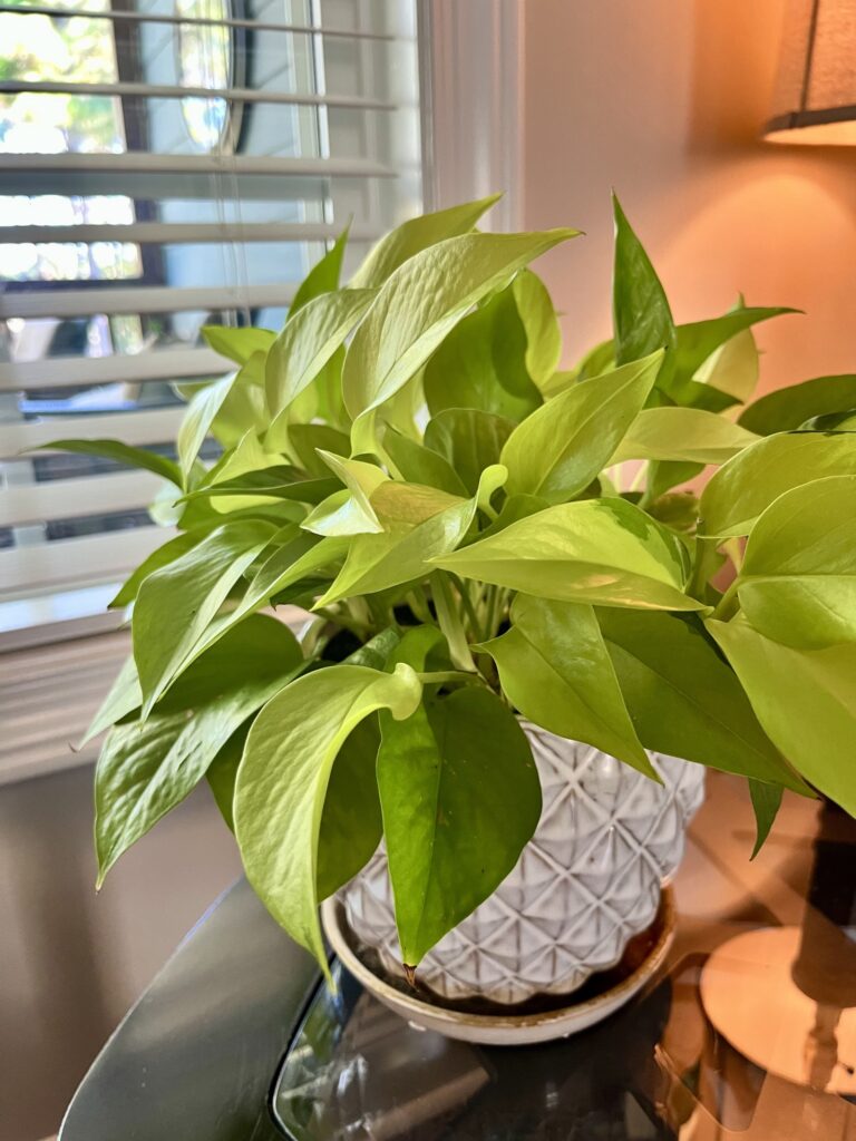 neon pothos