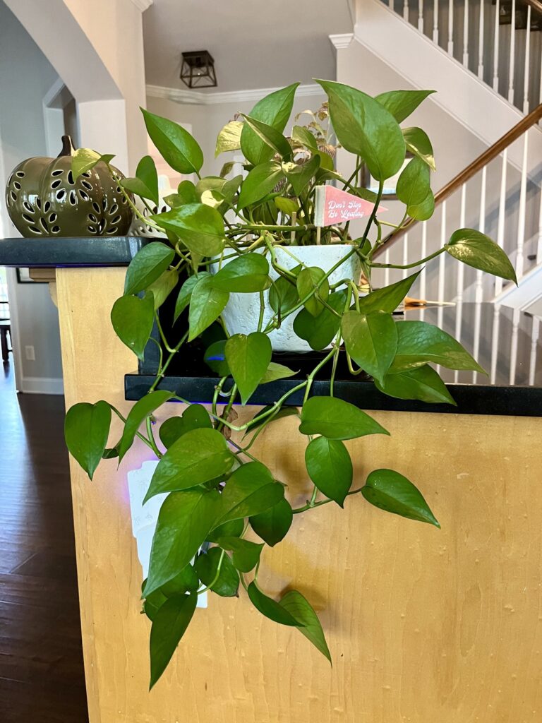 pothos on counter